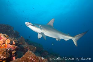 Scalloped hammerhead shark, Sphyrna lewini, Wolf Island