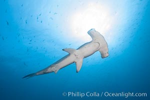Scalloped hammerhead shark, black and white / grainy, Sphyrna lewini, Wolf Island