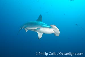 Scalloped hammerhead shark, Sphyrna lewini, Wolf Island
