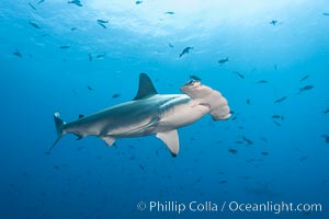 Scalloped hammerhead shark, Sphyrna lewini, Wolf Island