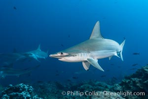 Scalloped hammerhead shark, Sphyrna lewini, Darwin Island