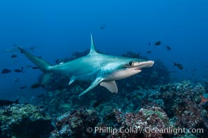 Scalloped hammerhead shark, Sphyrna lewini, Darwin Island