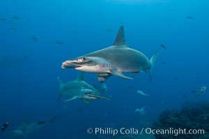 Scalloped hammerhead shark, Sphyrna lewini, Darwin Island