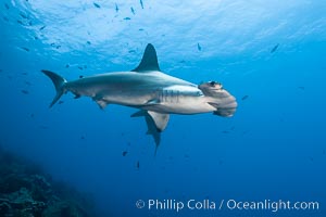 Scalloped hammerhead shark, Sphyrna lewini, Wolf Island