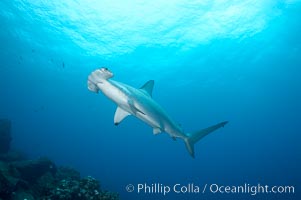 Scalloped hammerhead shark, Sphyrna lewini, Wolf Island