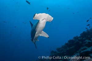 Scalloped hammerhead shark, Sphyrna lewini, Wolf Island