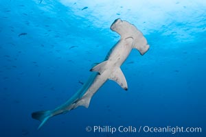 Scalloped hammerhead shark, Sphyrna lewini, Wolf Island