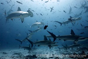 Hammerhead sharks, schooling, black and white / grainy, Sphyrna lewini, Darwin Island