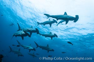 Hammerhead sharks, schooling, black and white / grainy, Sphyrna lewini, Darwin Island