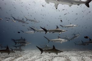 Hammerhead sharks, schooling, black and white / grainy, Sphyrna lewini, Darwin Island