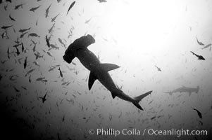 Hammerhead sharks, schooling, black and white / grainy, Sphyrna lewini, Darwin Island