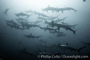 Hammerhead sharks, schooling, black and white / grainy, Sphyrna lewini, Darwin Island