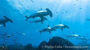 Hammerhead sharks, schooling, black and white / grainy. Darwin Island, Galapagos Islands, Ecuador, Sphyrna lewini, natural history stock photograph, photo id 18611