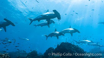 Hammerhead sharks, schooling, black and white / grainy, Sphyrna lewini, Darwin Island