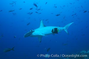 Scalloped hammerhead shark cleaned by King angelfish, Holacanthus passer, Sphyrna lewini