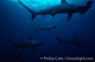 Scalloped hammerhead shark, Sphyrna lewini