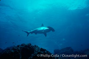 Scalloped hammerhead shark, Sphyrna lewini