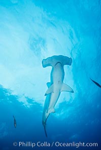 Scalloped hammerhead shark, Sphyrna lewini