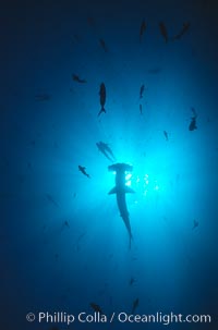 Scalloped hammerhead shark, Sphyrna lewini