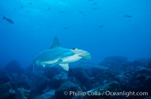 Scalloped hammerhead shark, Sphyrna lewini