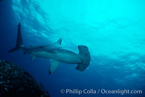 Scalloped hammerhead shark, Sphyrna lewini