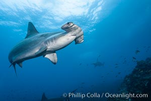 Scalloped hammerhead shark, Sphyrna lewini, Wolf Island