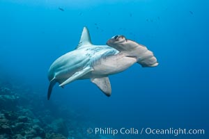Scalloped hammerhead shark swims over a reef in the Galapagos Islands.  The hammerheads eyes and other sensor organs are placed far apart on its wide head to give the shark greater ability to sense the location of prey, Sphyrna lewini, Wolf Island
