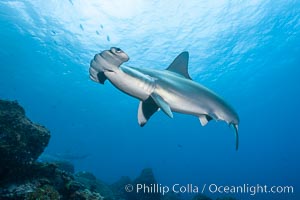 Scalloped hammerhead shark, Sphyrna lewini, Wolf Island