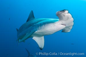 Scalloped hammerhead shark, Sphyrna lewini, Darwin Island