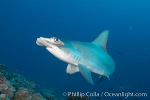 Scalloped hammerhead shark, Sphyrna lewini, Darwin Island