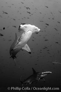 Scalloped hammerhead shark, black and white / grainy.