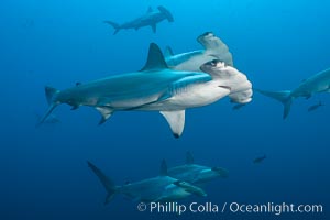 Hammerhead sharks, schooling. Wolf Island, Galapagos Islands, Ecuador, Sphyrna lewini, natural history stock photograph, photo id 16253