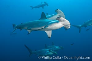 Hammerhead sharks, schooling, Sphyrna lewini, Wolf Island