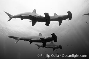 Hammerhead sharks, schooling, black and white / grainy, Sphyrna lewini, Darwin Island