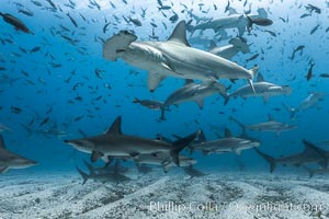 Hammerhead sharks, schooling, black and white / grainy.