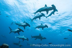 Hammerhead sharks, schooling, black and white / grainy, Sphyrna lewini, Wolf Island