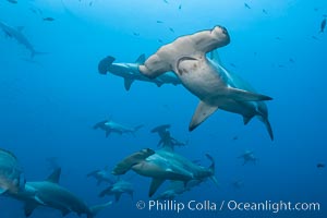 Hammerhead sharks, schooling.