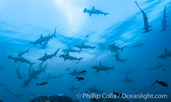 Hammerhead sharks, schooling, Sphyrna lewini, Wolf Island