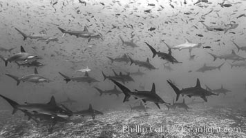 Hammerhead sharks, schooling, Sphyrna lewini, Darwin Island