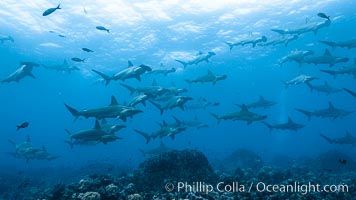 Hammerhead sharks, schooling, black and white / grainy, Sphyrna lewini, Wolf Island