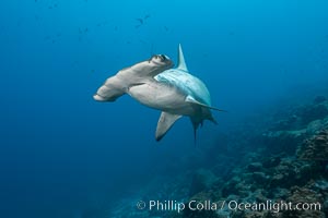 Scalloped hammerhead shark, Sphyrna lewini, Wolf Island