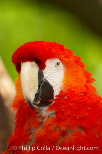 Scarlet macaw, Ara macao