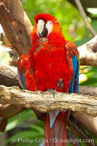 Scarlet macaw, Ara macao