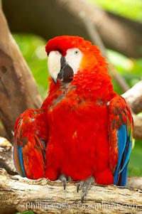 Scarlet macaw, Ara macao