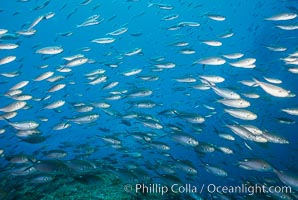 Schooling anthias, Los Islotes, Sea of Cortez