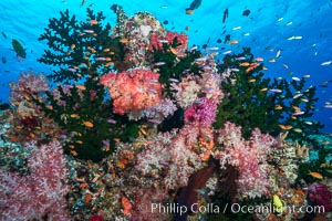 Schooling anthias fish, colorful dendronephthya soft corals and green fan coral, Fiji, Dendronephthya, Pseudanthias, Tubastrea micrantha, Namena Marine Reserve, Namena Island