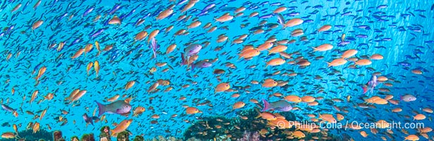 Schooling anthias over coral reef, Fiji Islands, Vatu I Ra Passage, Bligh Waters, Viti Levu Island