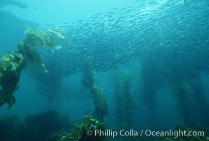 Schooling baitfish and Macrocystis pyrifera kelp, San Clemente Island