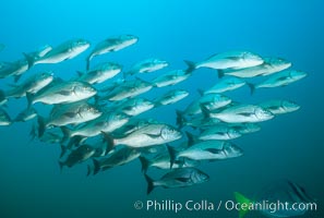 Schooling fish, Albany. James Island, Galapagos Islands, Ecuador, natural history stock photograph, photo id 02032