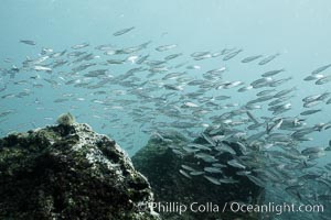 Schooling fish, black and white / grainy, Isla Lobos